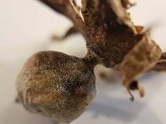 Geastrum austrominimum