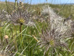 Pulsatilla vulgaris