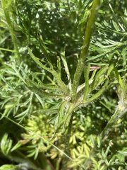 Pulsatilla vulgaris