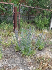 Echium vulgare