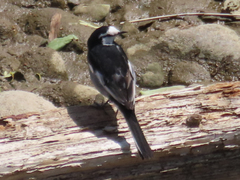 Motacilla alba lugens