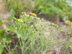 Potentilla argentea