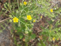 Potentilla argentea