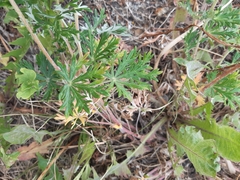 Potentilla argentea
