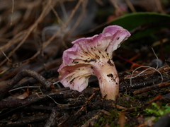 Hygrocybe cheelii