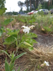 Silene latifolia alba