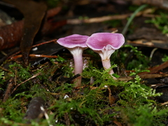 Hygrocybe cheelii
