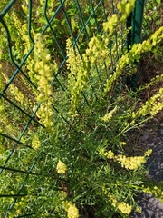 Reseda lutea
