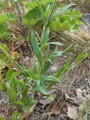 Silene latifolia alba