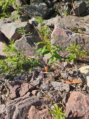 Chamaenerion angustifolium