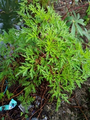 Cosmos sulphureus