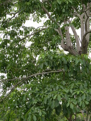 Ehretia tinifolia