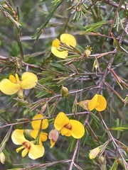 Dillwynia tenuifolia