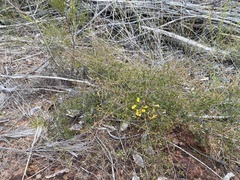 Dillwynia tenuifolia