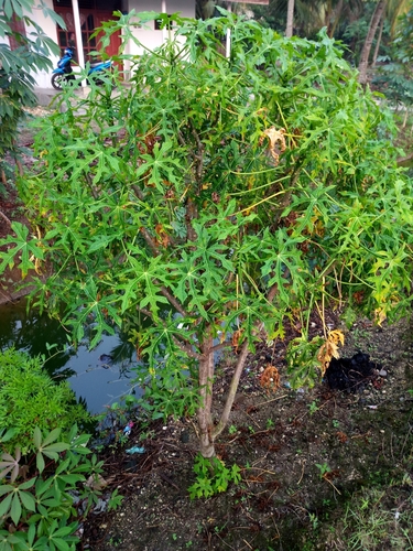 Cnidoscolus aconitifolius