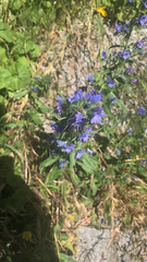 Echium vulgare