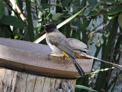 Pycnonotus barbatus layardi