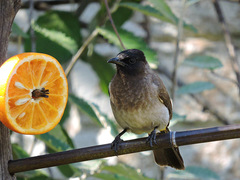 Pycnonotus barbatus layardi