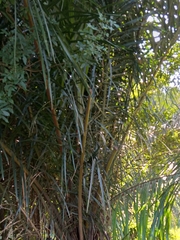 Raphia australis