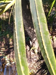 Raphia australis