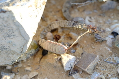 Crassula plegmatoides