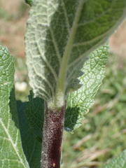 Verbascum boerhavii