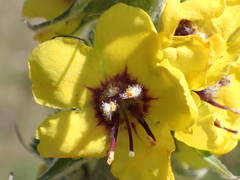 Verbascum boerhavii
