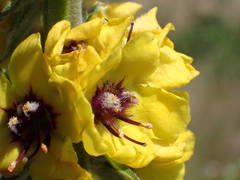 Verbascum boerhavii