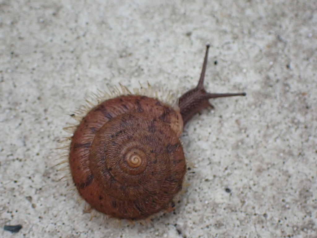 Aegista applanata