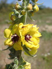 Verbascum boerhavii