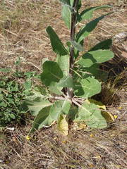 Verbascum boerhavii