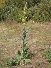 Verbascum boerhavii