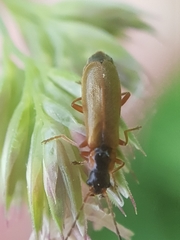 Rhagonycha testacea