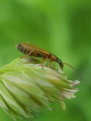 Rhagonycha testacea