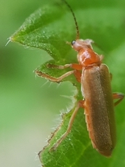 Cantharis pallida