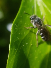 Lasioglossum sexnotatum