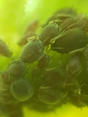 Aphis hederae