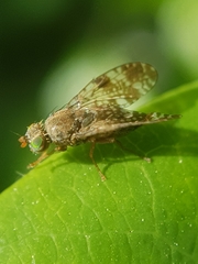 Tephritis vespertina