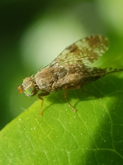 Tephritis vespertina