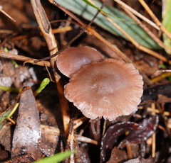 Mycena vinacea