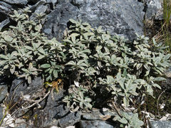 Brachyglottis revoluta