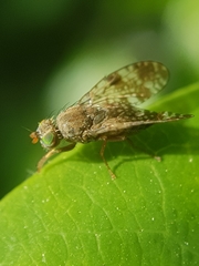 Tephritis vespertina