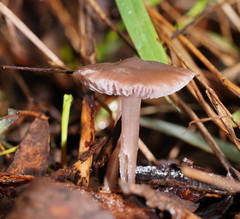 Mycena vinacea
