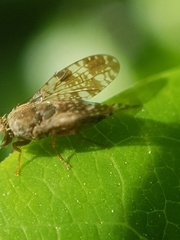 Tephritis vespertina