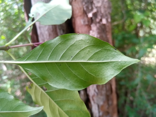 Chassalia princei