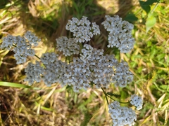 Achillea millefolium