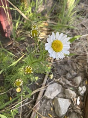 Tripleurospermum inodorum