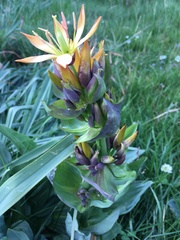 Gentiana lutea aurantiaca