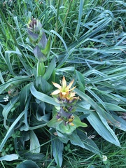 Gentiana lutea aurantiaca