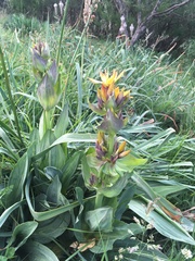 Gentiana lutea aurantiaca